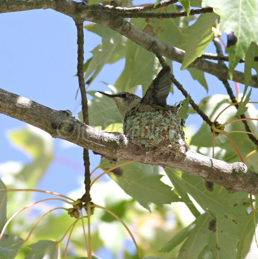 Just about time to fly, but the chick fledged on September 4, 2016 about 9:00 am. I hope they are all doing well now!