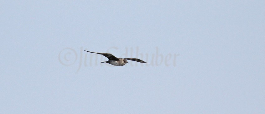 Parasitic Jaeger