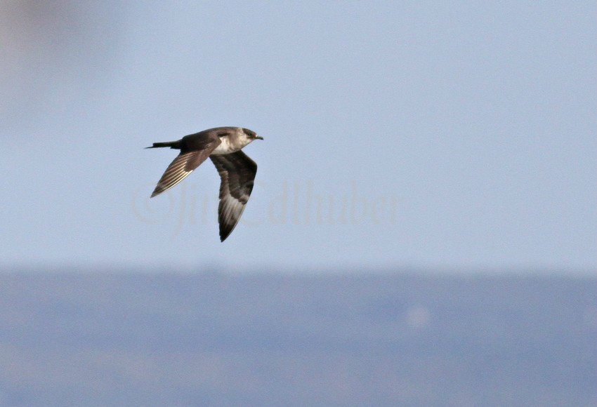 Parasitic Jaeger