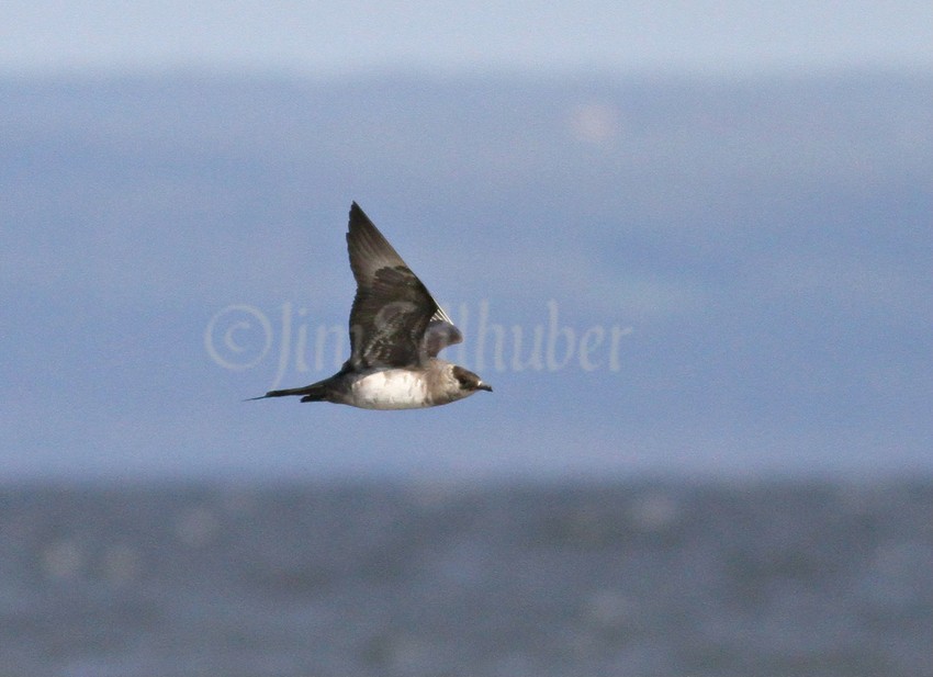 Parasitic Jaeger