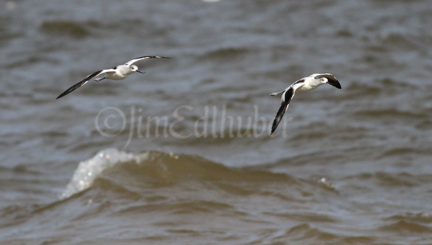 American Avocets