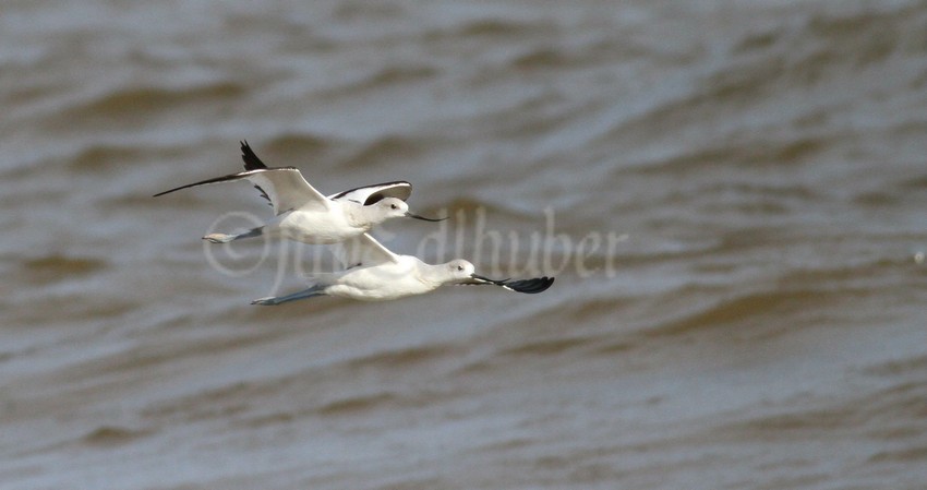 American Avocets