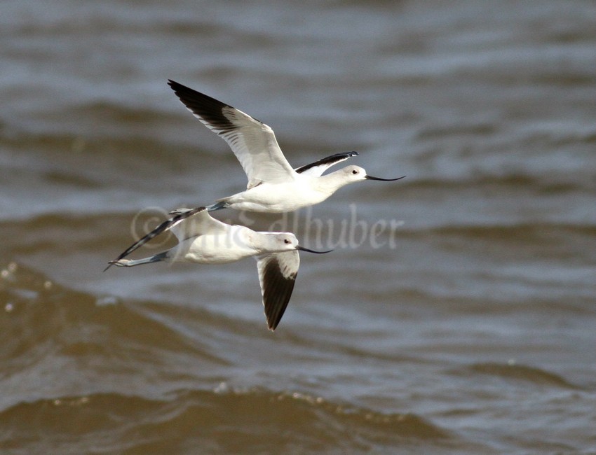 American Avocets