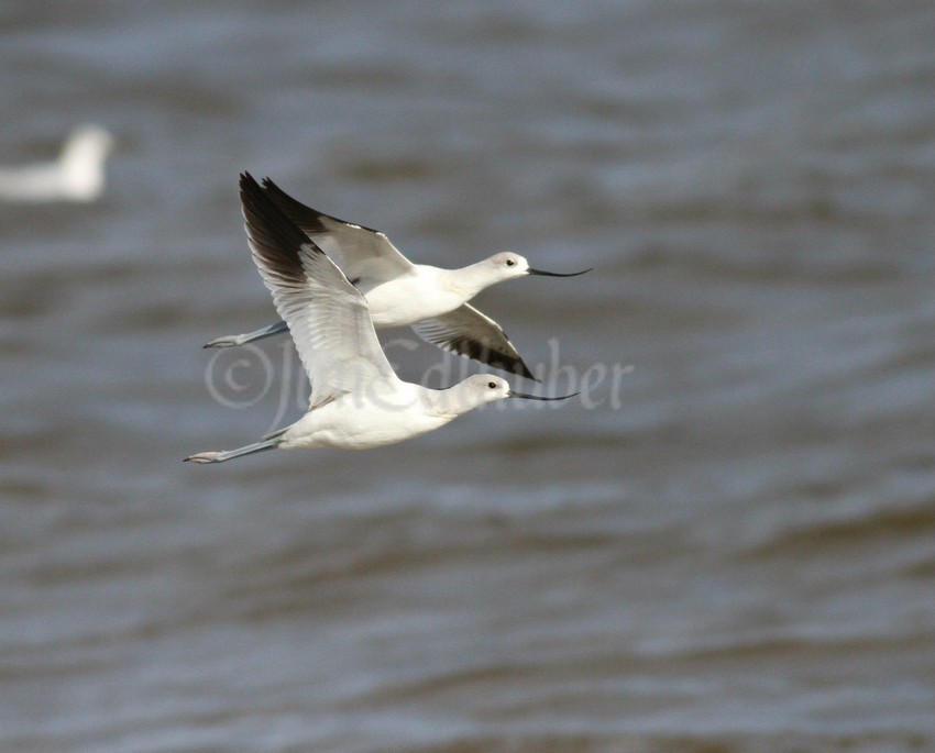 American Avocets