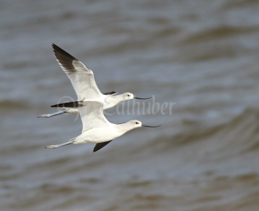 American Avocets