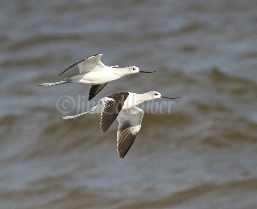 American Avocets