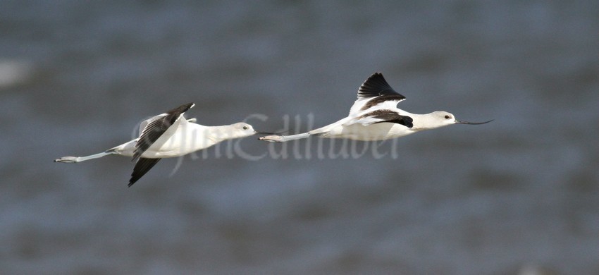 American Avocets