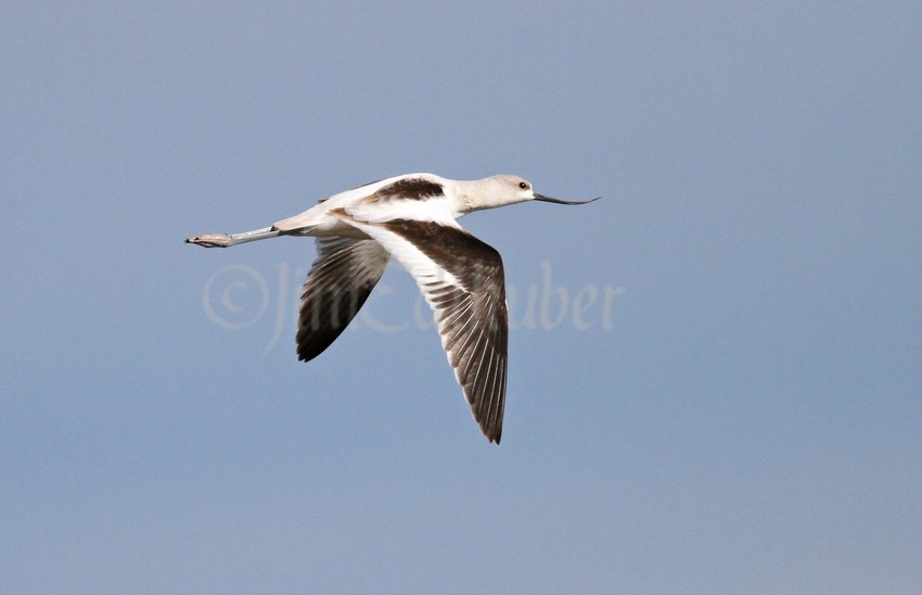 American Avocet