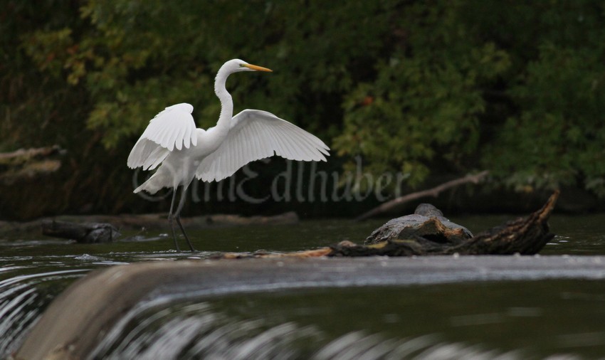 Moving around above the dam