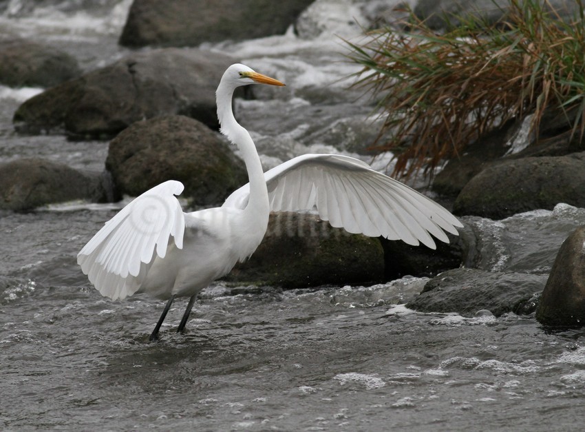 Coming in for a landing