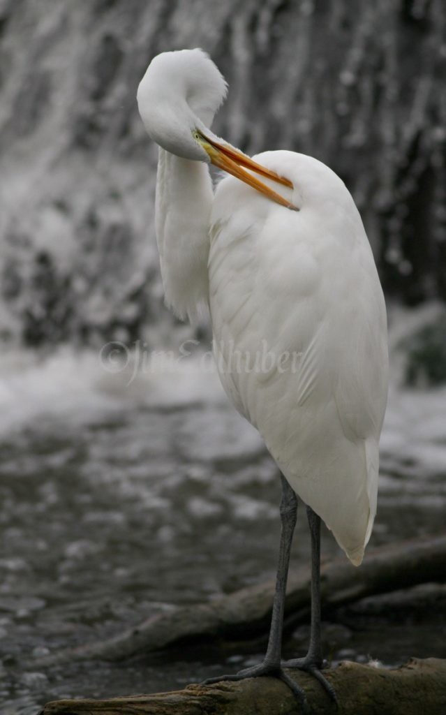 More preening