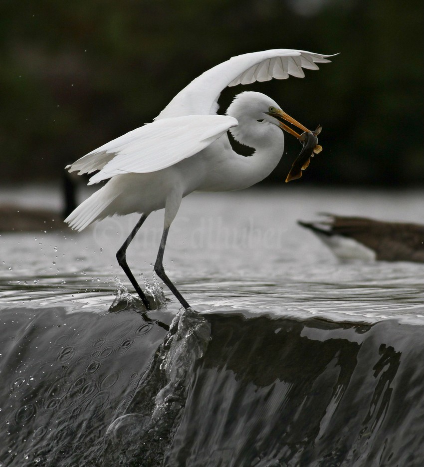 Another catch and to the top of the dam