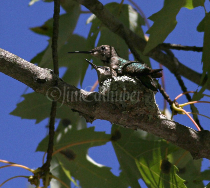 Two birds in one nest, I think the female was trying to open the nest up more which is what they do as the chick grows