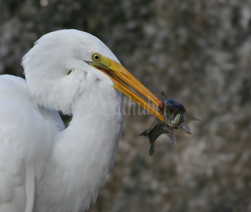 The close-up