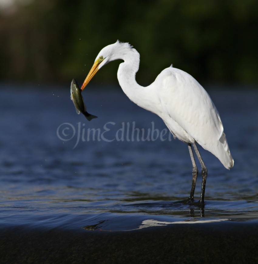 To the top of the dam, less egrets to fight off for the catch