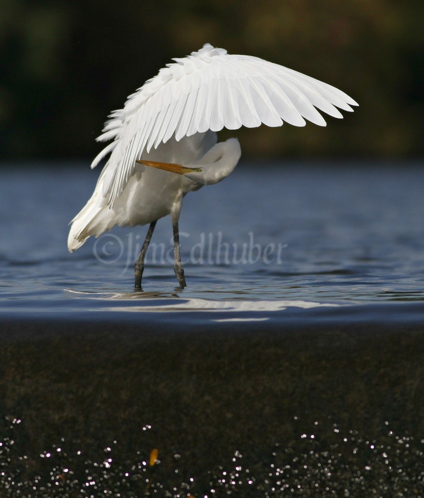 A little preening above the dam