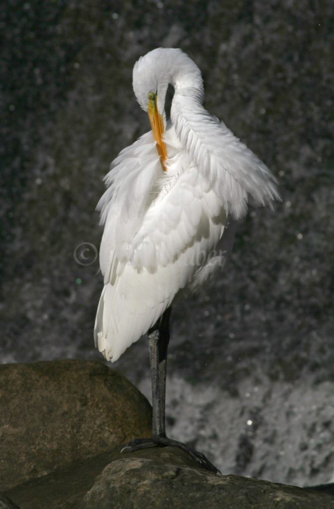 A little more preening