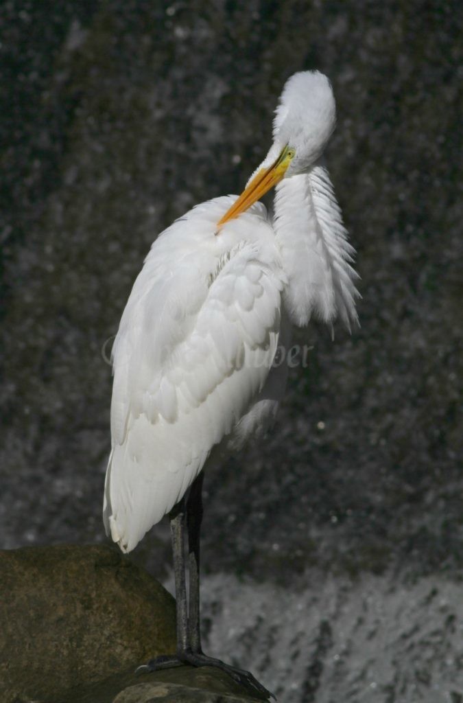 More preening