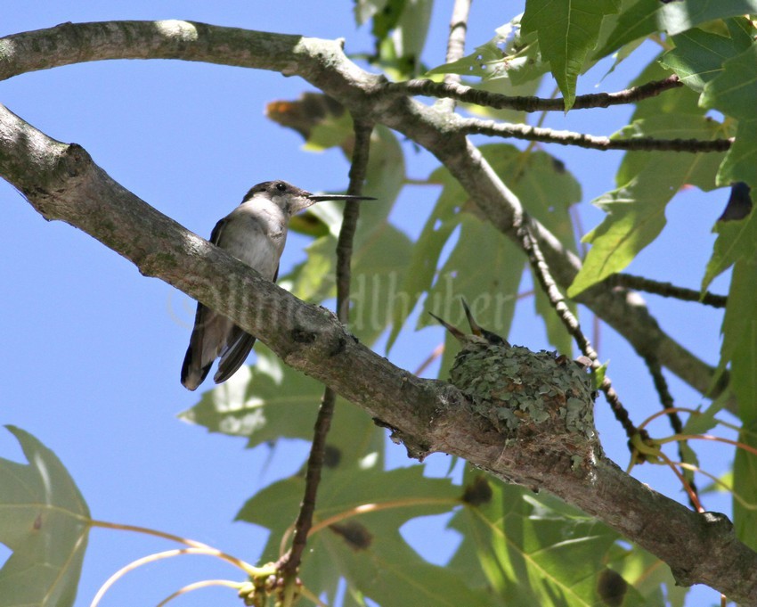 The chick is growing fast, there is "Mom"