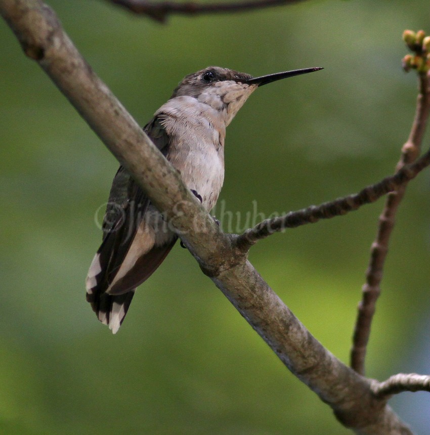 Female perches in a near by tree on a branch within sight of the nest for awhile typically after feeding the chick