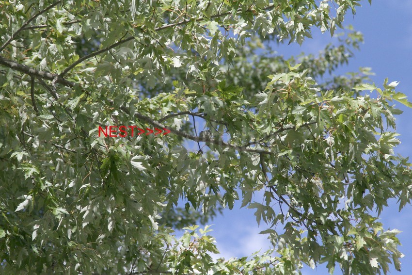 The nest, up in a large tree tree