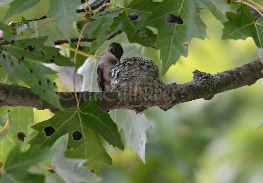 At this point, not even sure if there is a chick in the nest or and egg...