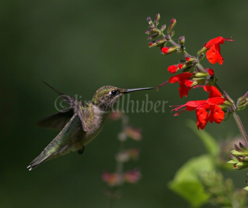 Ruby-throated Hummingbird on Scarlet Sage