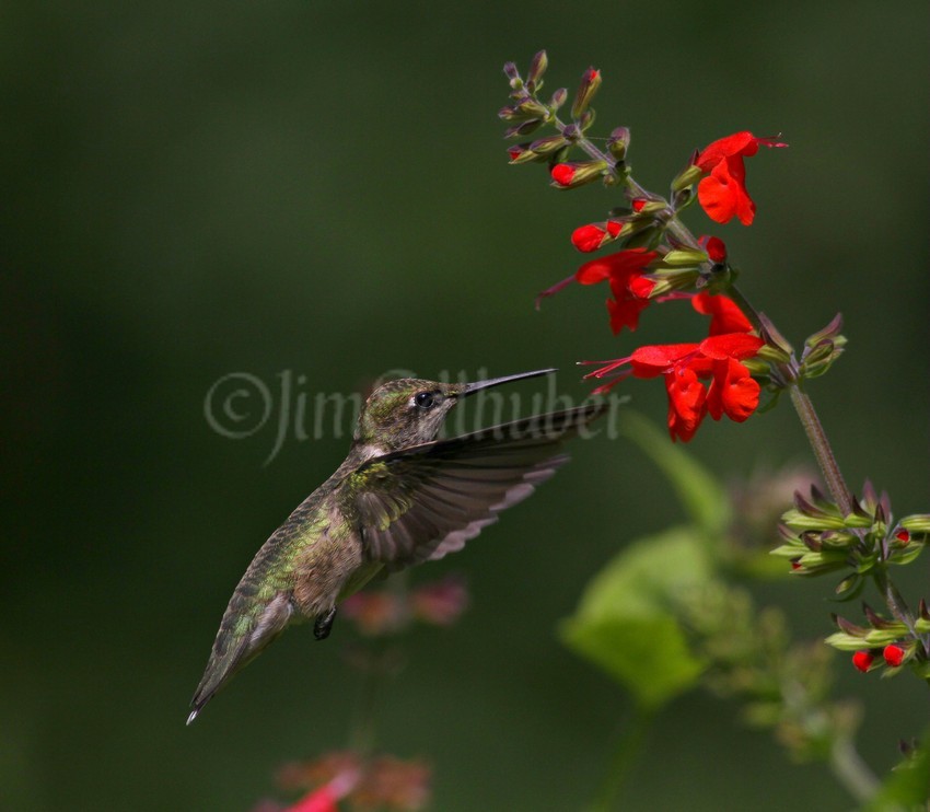 Ruby-throated Hummingbird on Scarlet Sage