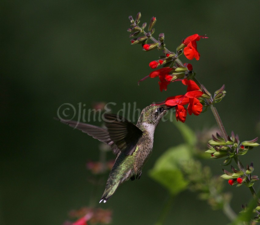 Ruby-throated Hummingbird on Scarlet Sage