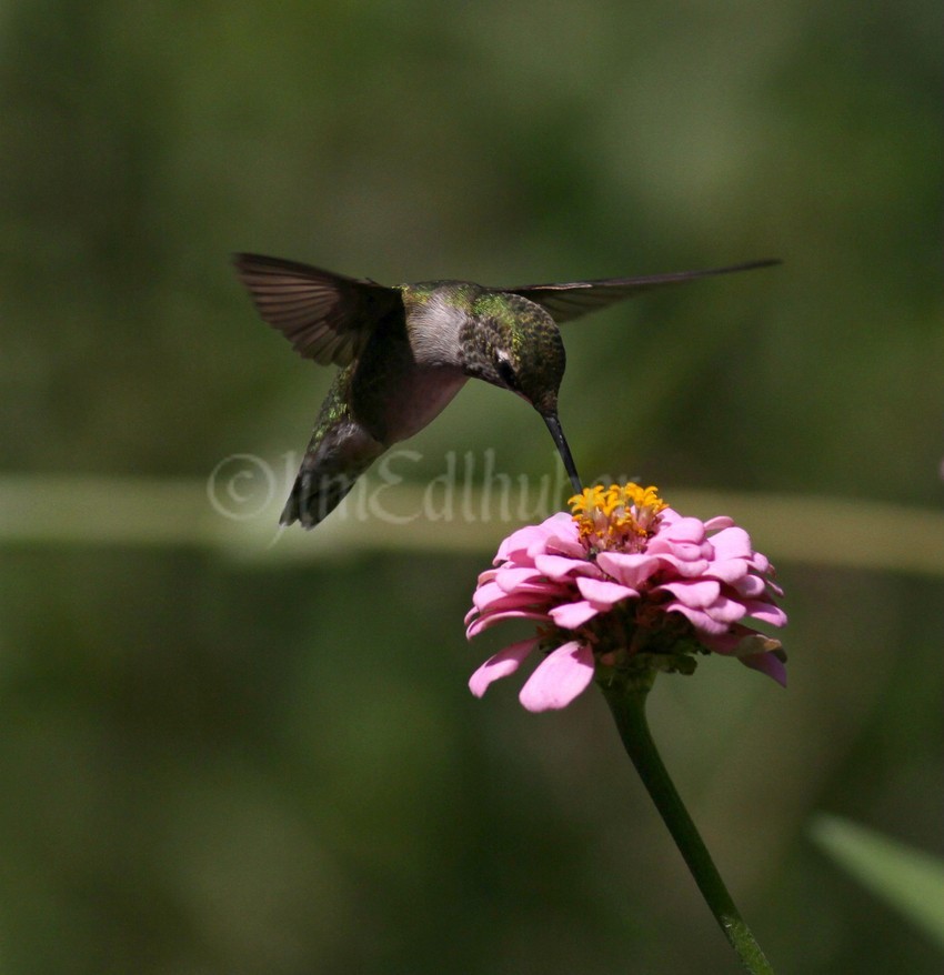 Ruby-throated Hummingbird on a Zinna