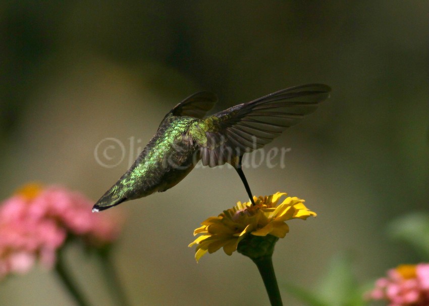 Ruby-throated Hummingbird on a Zinna