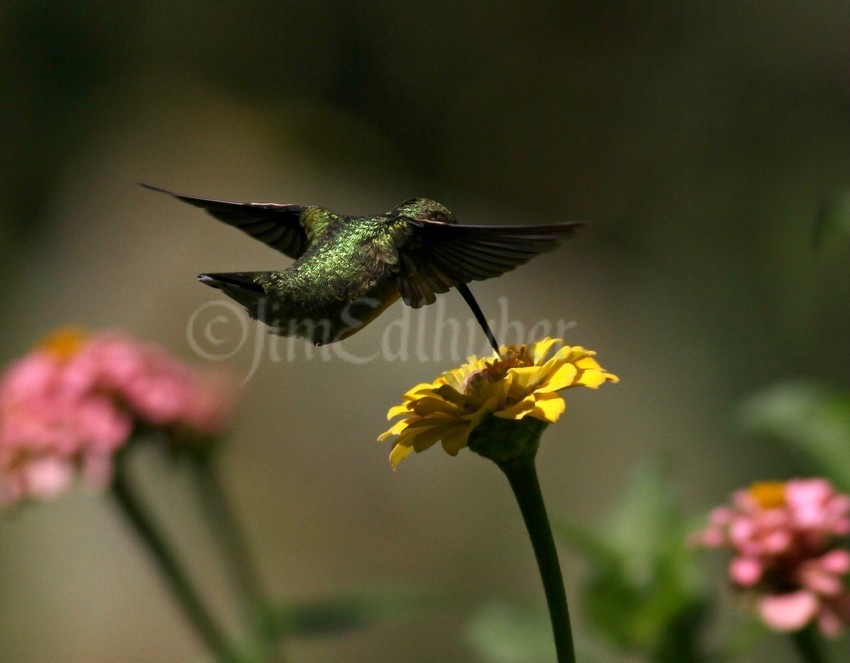 Ruby-throated Hummingbird on a Zinna