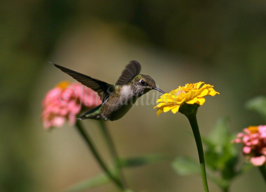 Ruby-throated Hummingbird on a Zinna