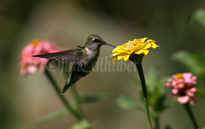 Ruby-throated Hummingbird on a Zinna