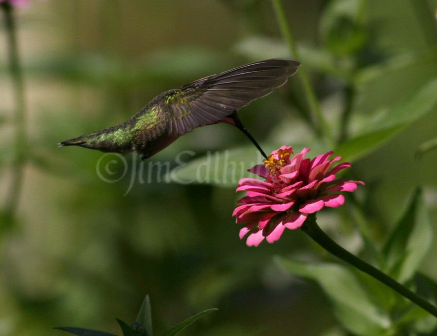 Ruby-throated Hummingbird on a Zinna