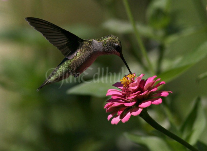 Ruby-throated Hummingbird on a Zinna