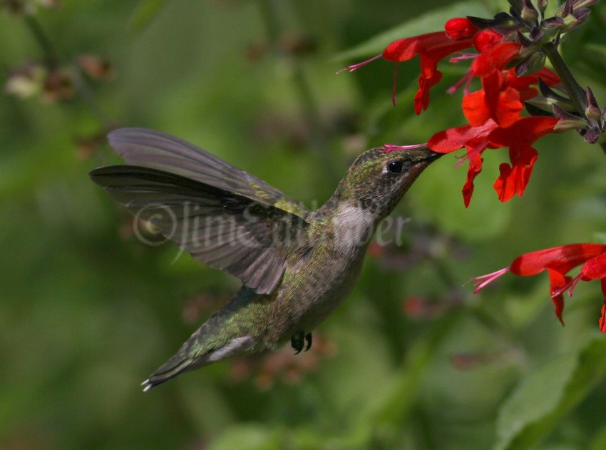 Ruby-throated Hummingbird on Scarlet Sage