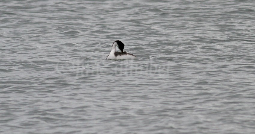 Preening