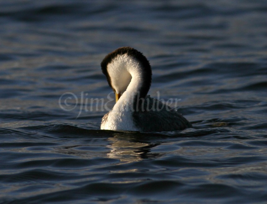 Preening