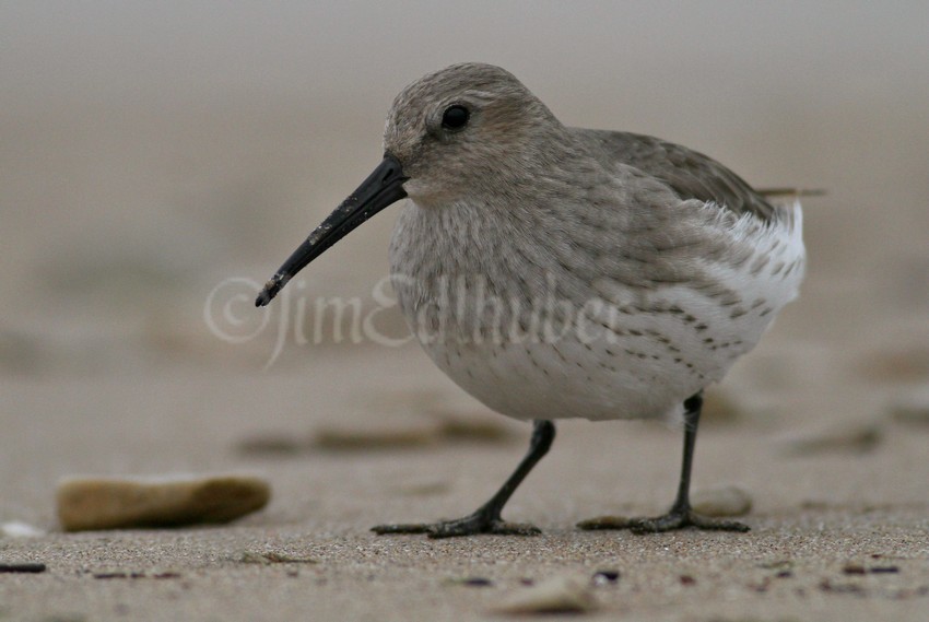 Dunlin