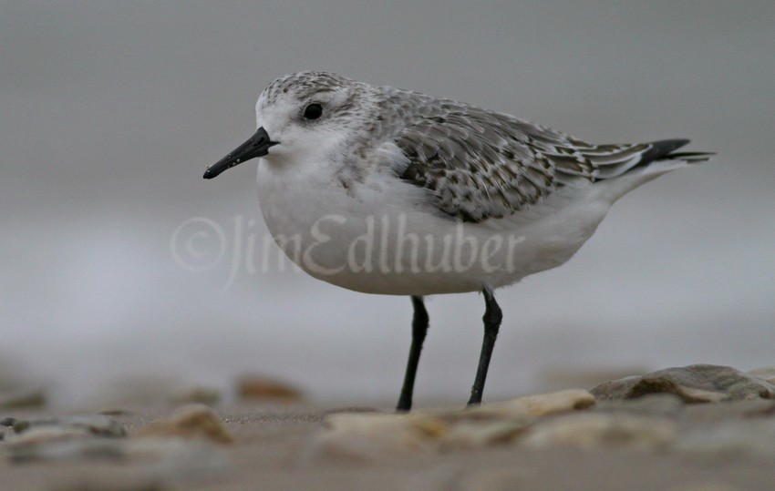 Sanderling