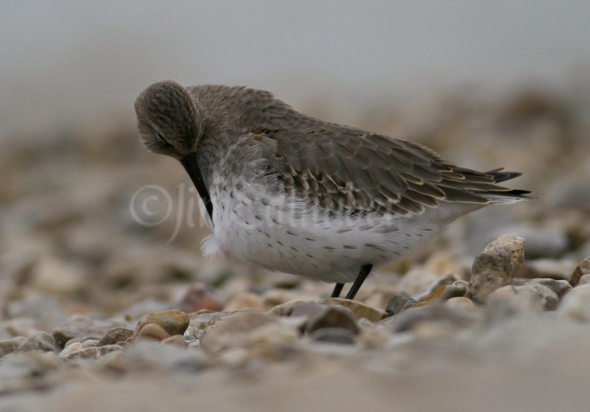 Preening