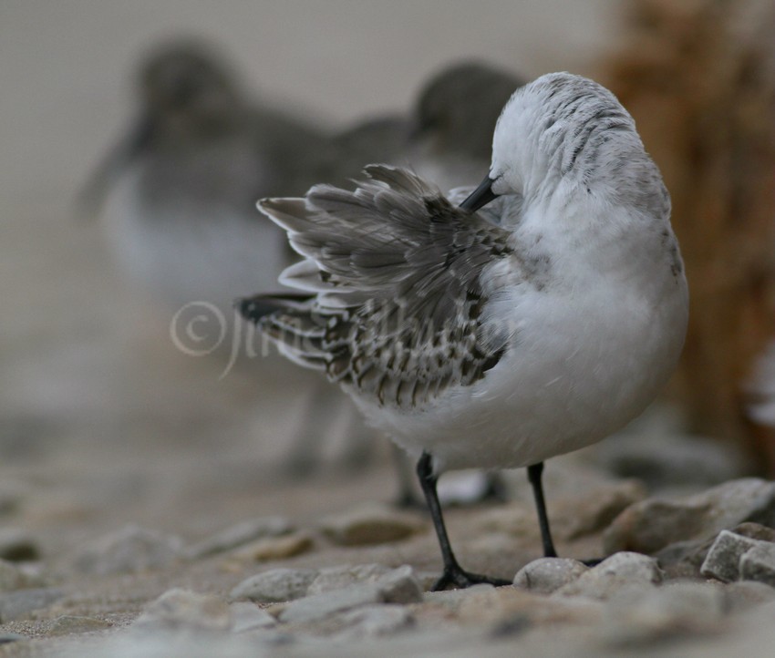 Preening