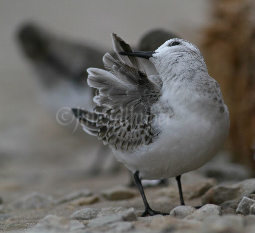 Preening