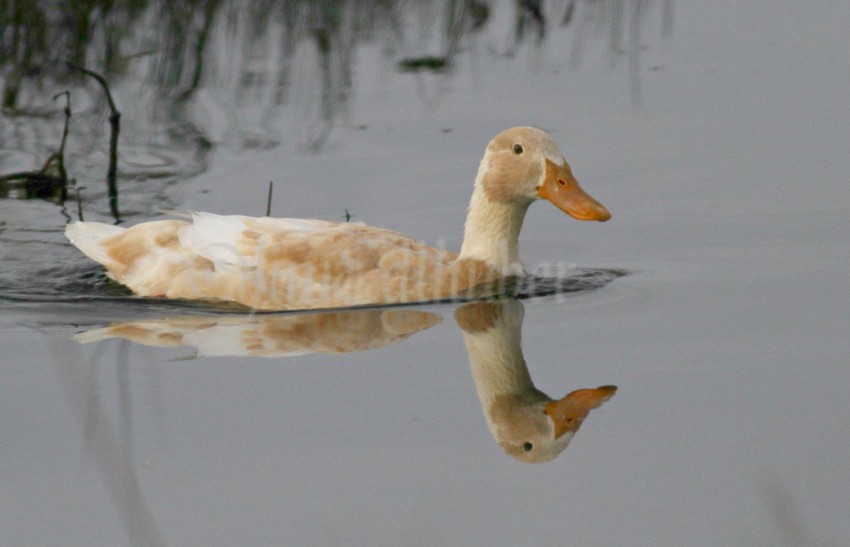 Indian Summer Duck??