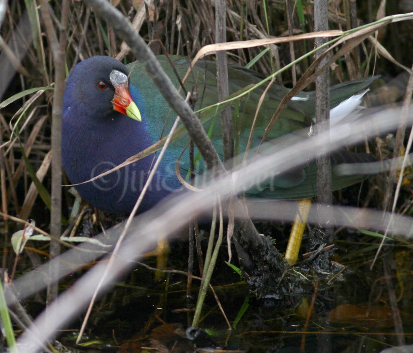 Typically it was feeding in the brush along the ditch shore