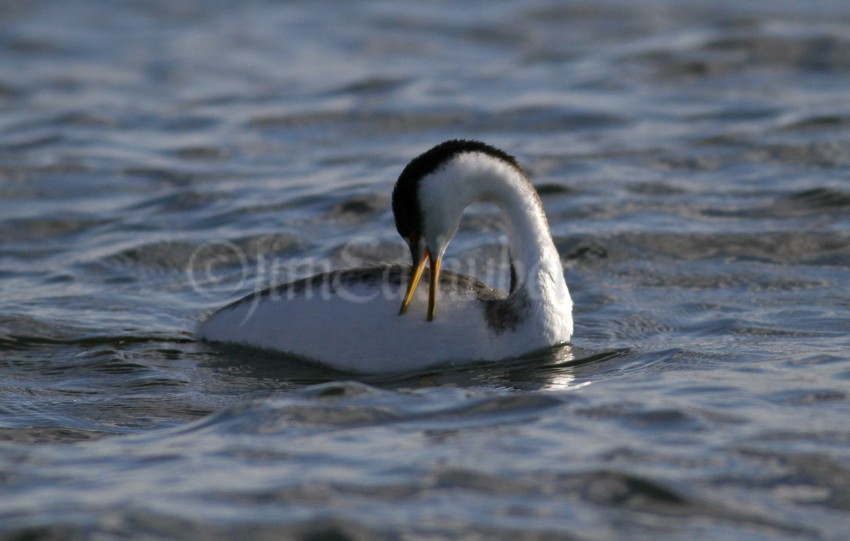 Preening