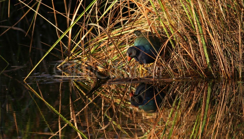 Early morning sun in the grasses