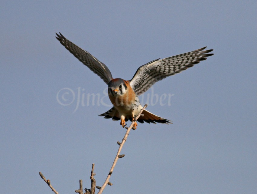 American Kestrel coming in for a landing