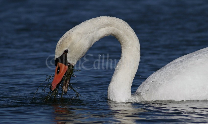 They eat underwater vegetation